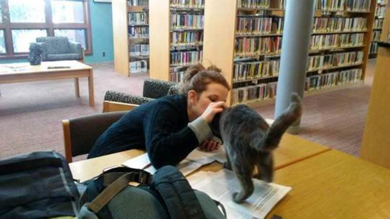 HELPING HANDS (UH, PAWS): Library cat helps readers feel like family